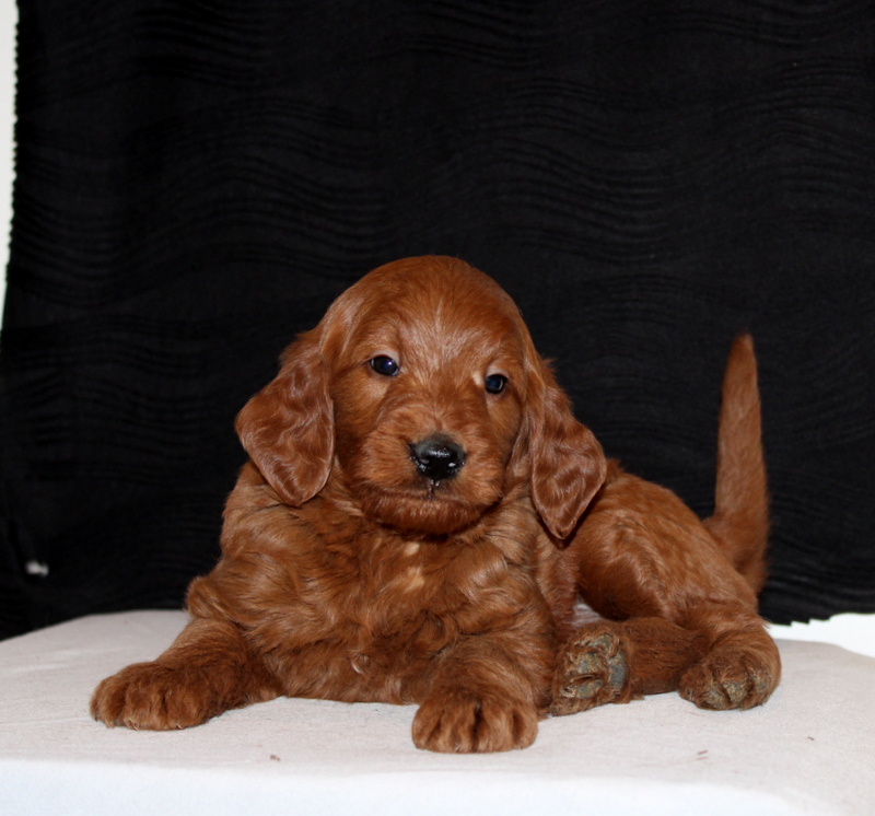 puppy, for, sale, Mini Goldendoodle F1, Matthew B. Stoltzfus, dog, breeder, Gap, PA, dog-breeder, puppy-for-sale, forsale, nearby, find, puppyfind, locator, puppylocator, aca